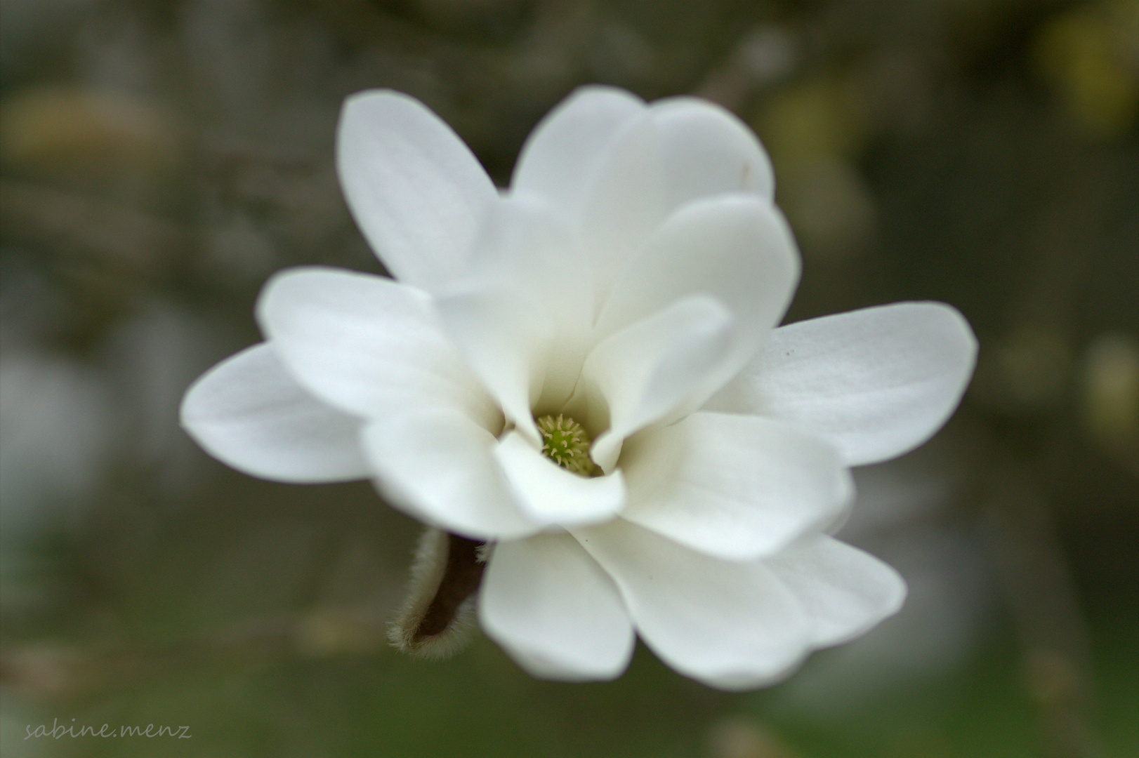 ...Immergrüne Magnolie...