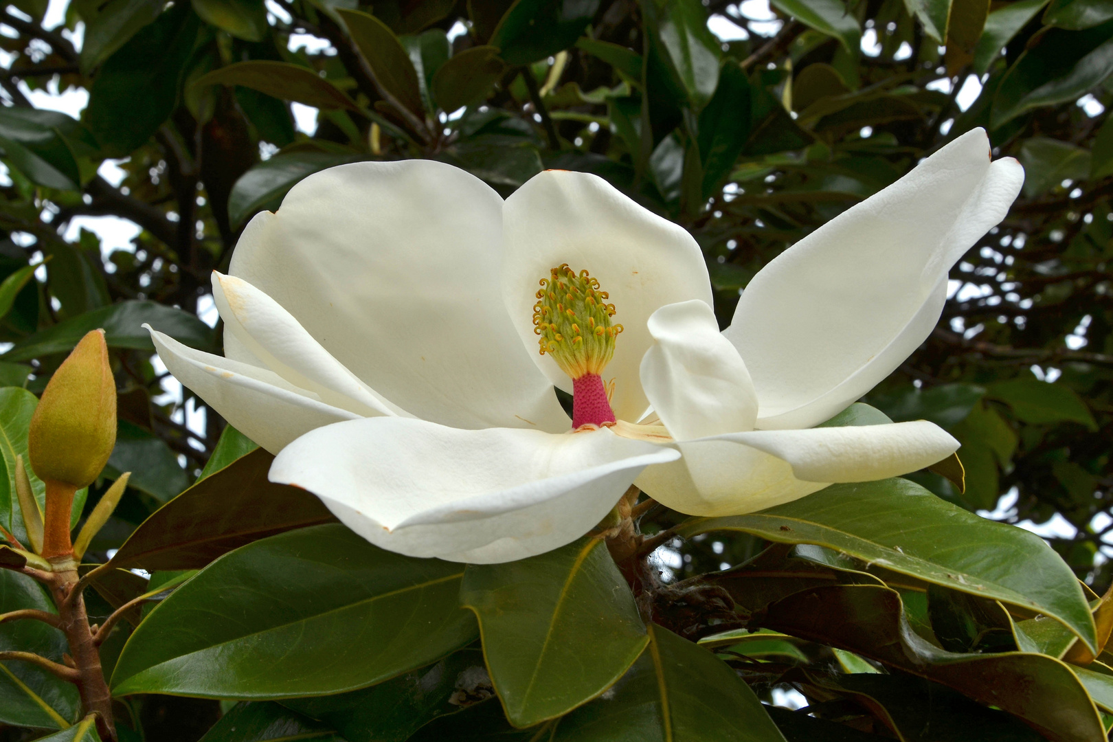 Immergrüne Magnolie (Magnolia grandiflorum )