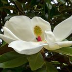 Immergrüne Magnolie (Magnolia grandiflorum )