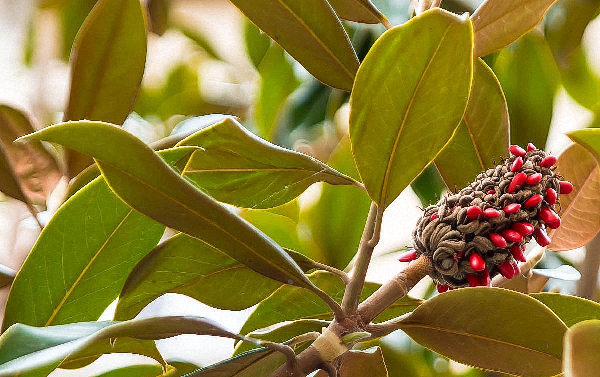 immergrüne Magnolie mit Samen