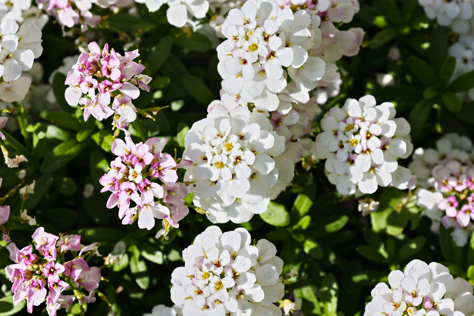 Immergrüne Schleifenblume Foto & Bild natur, landschaft, blumen