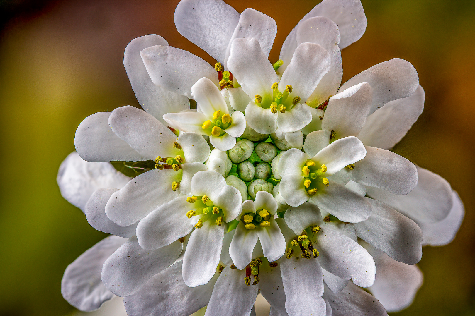 Immergrüne Schleifenblume