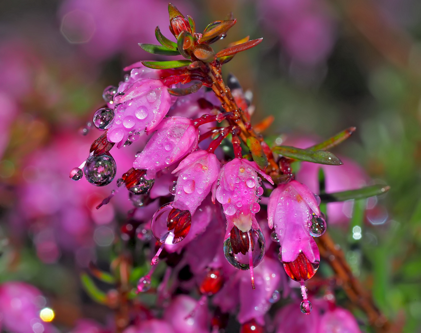 Immergrüne Schneeheide (Erica carnea) - Bruyère des Alpes...