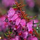 Immergrüne Schneeheide (Erica carnea) - Bruyère des Alpes...