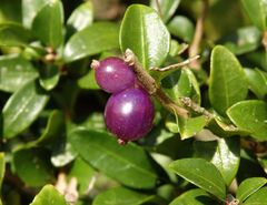 Immergrüne Strauchheckenkirsche (Lonicera nitida) - Früchte