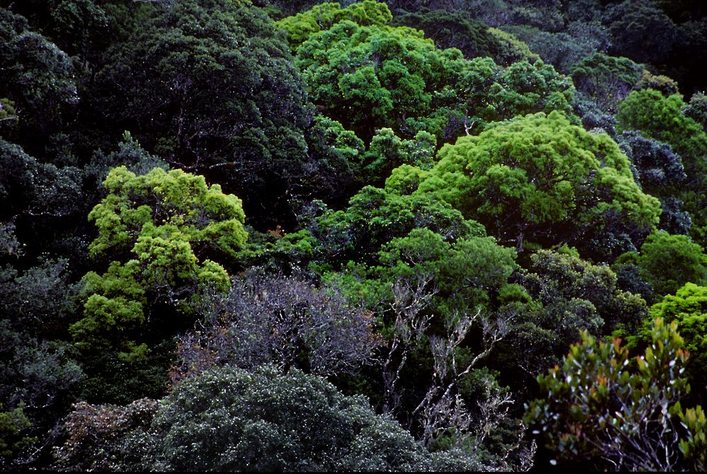 Immergrüner Bergdschungel am Mount Kinabalu