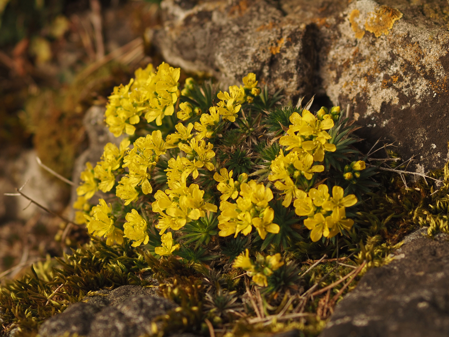 Immergrünes Felsenblümchen