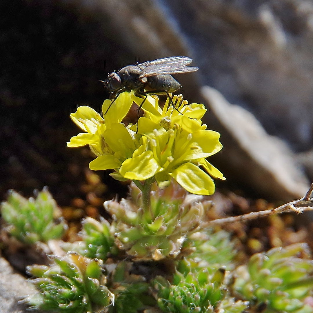 Immergrünes Felsenblümchen . . .