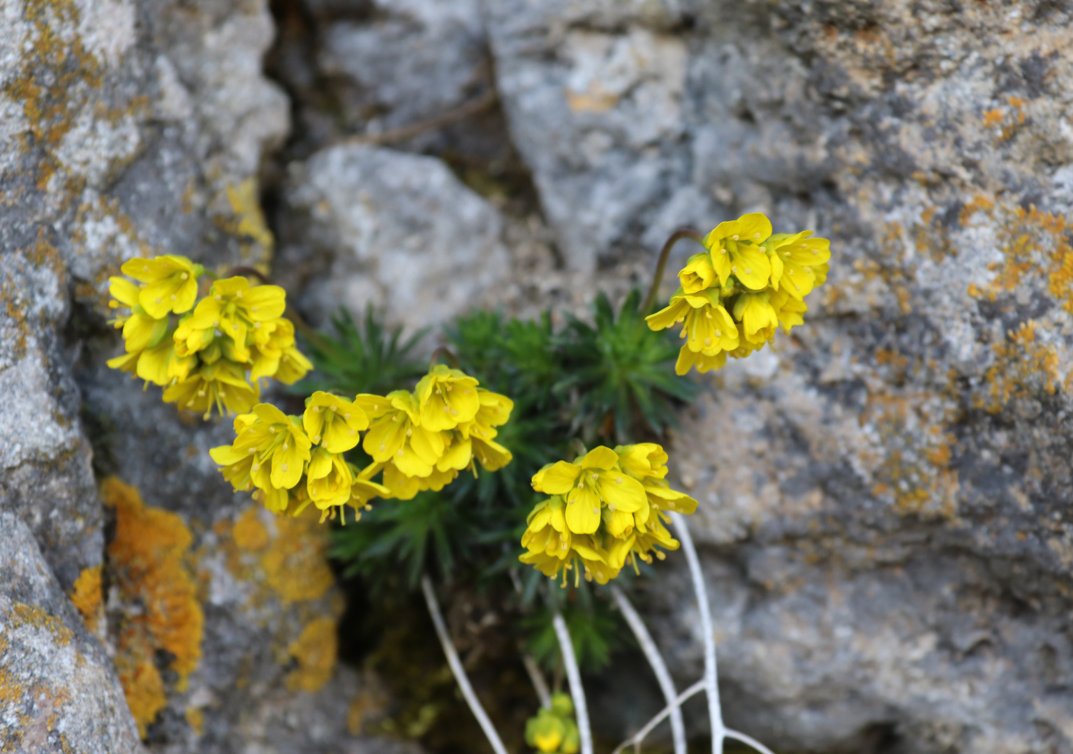 Immergrünes Felsenblümchen