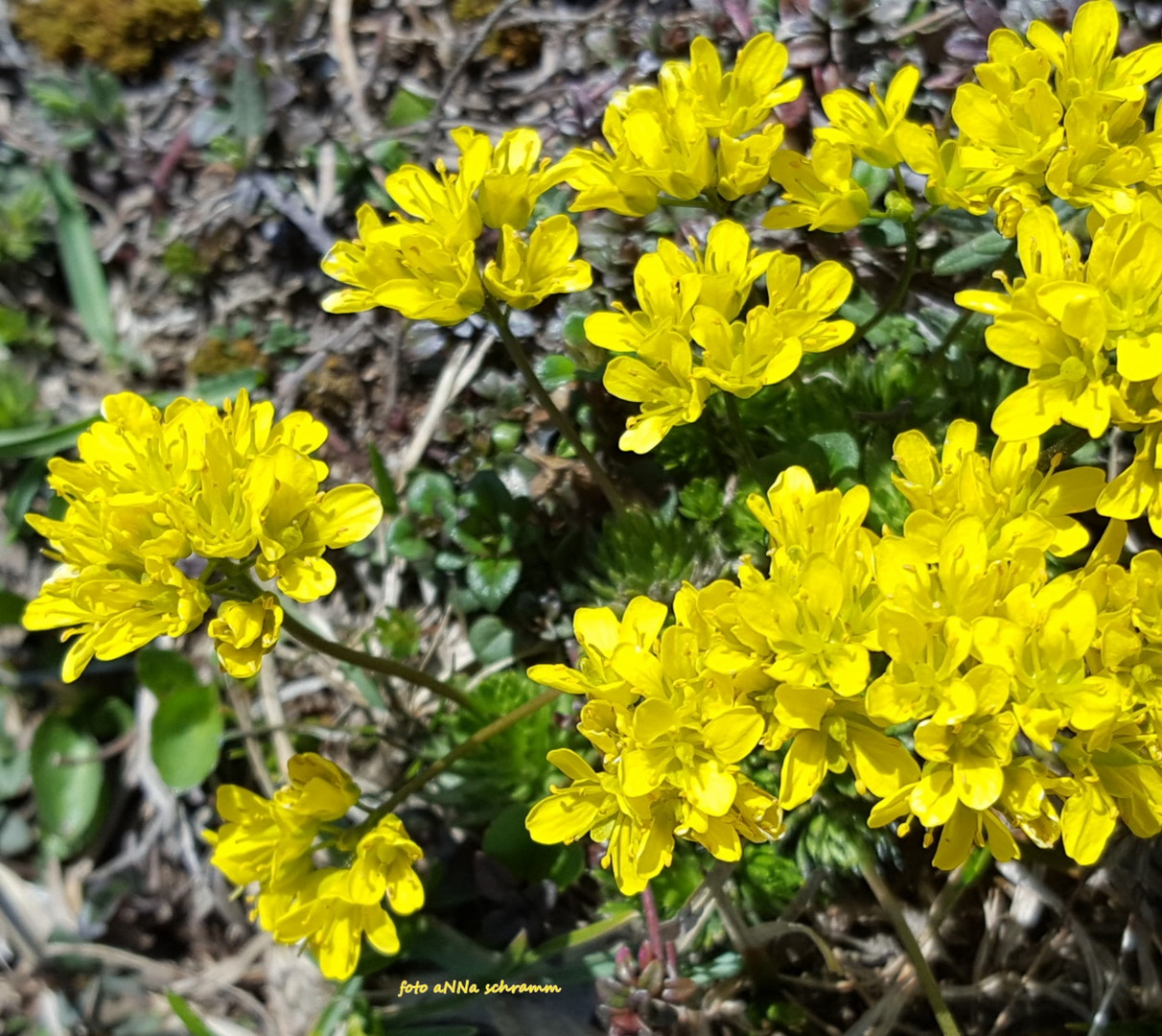  Immergrünes Felsenblümchen (Draba aizoides)