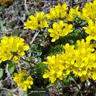  Immergrünes Felsenblümchen (Draba aizoides)