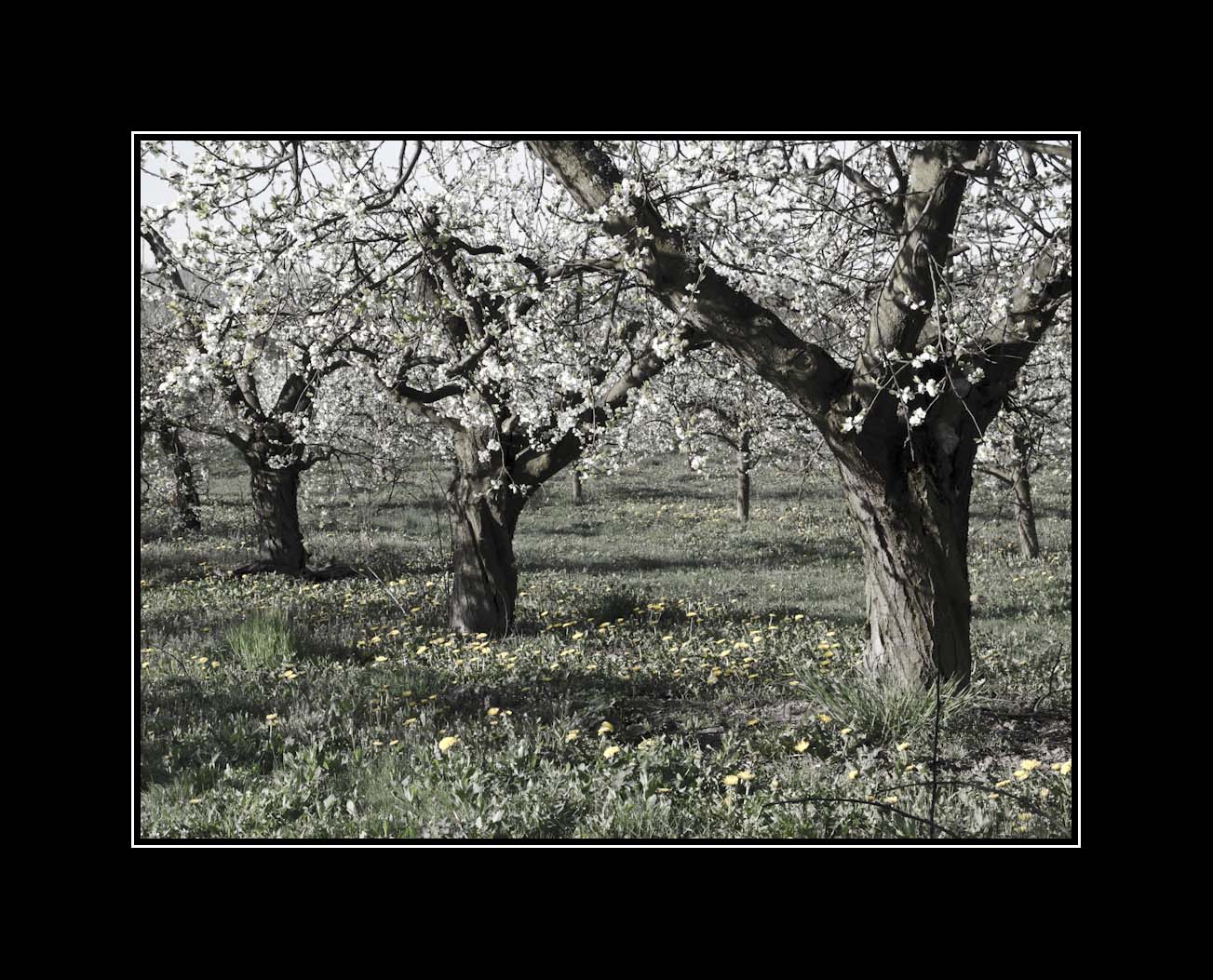 ... immernoch im letzten Frühling ...