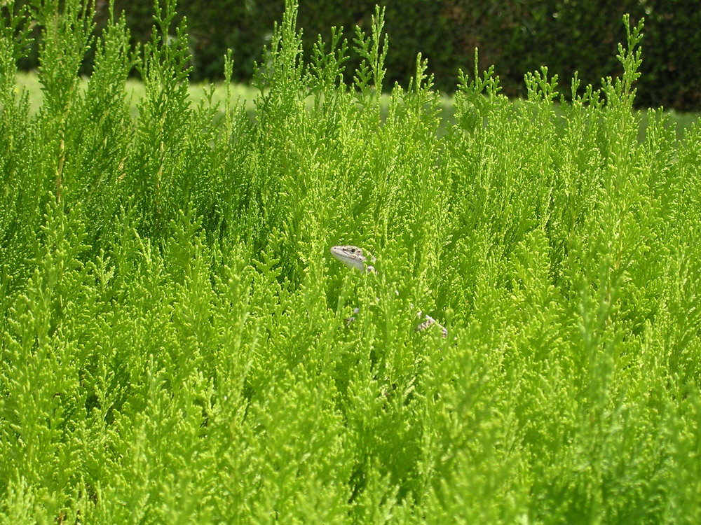 immersi nel verde...