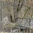 Immersion dans la forêt profonde