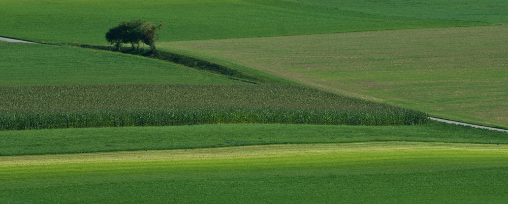 Immerso nel verde