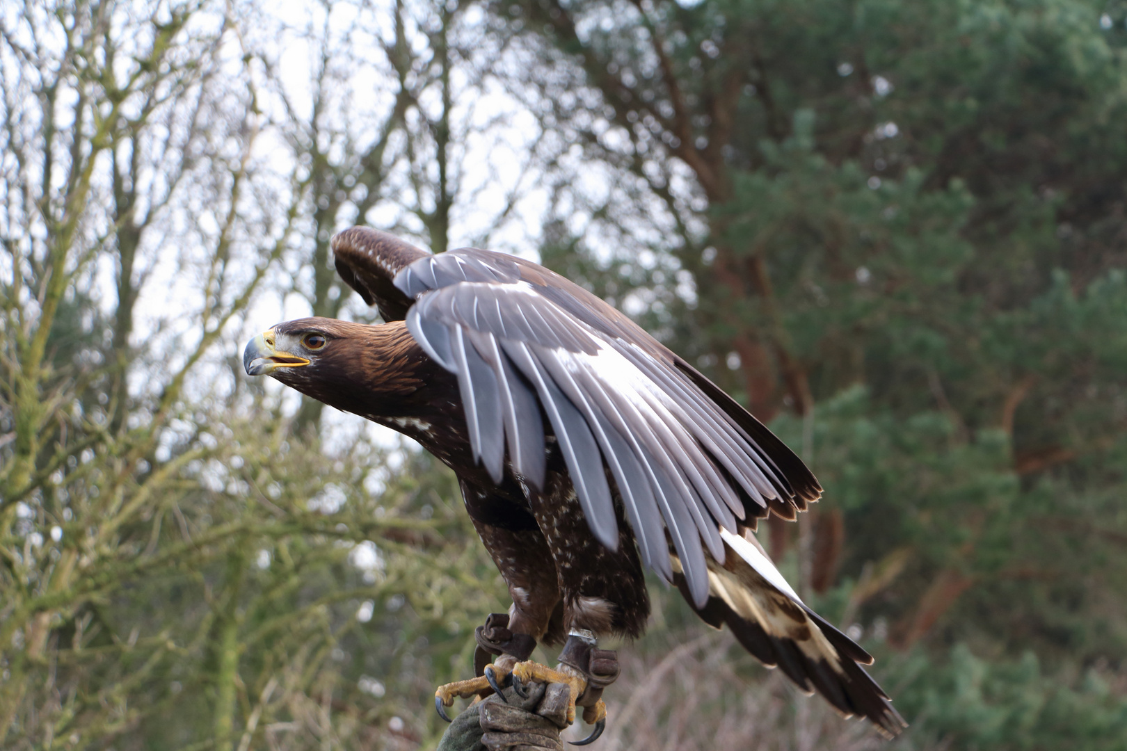 immerwieder toll diese Greifvögel