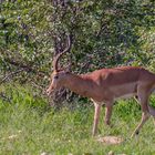 Impala