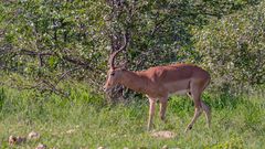 Impala