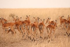 Impala