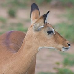 Impala