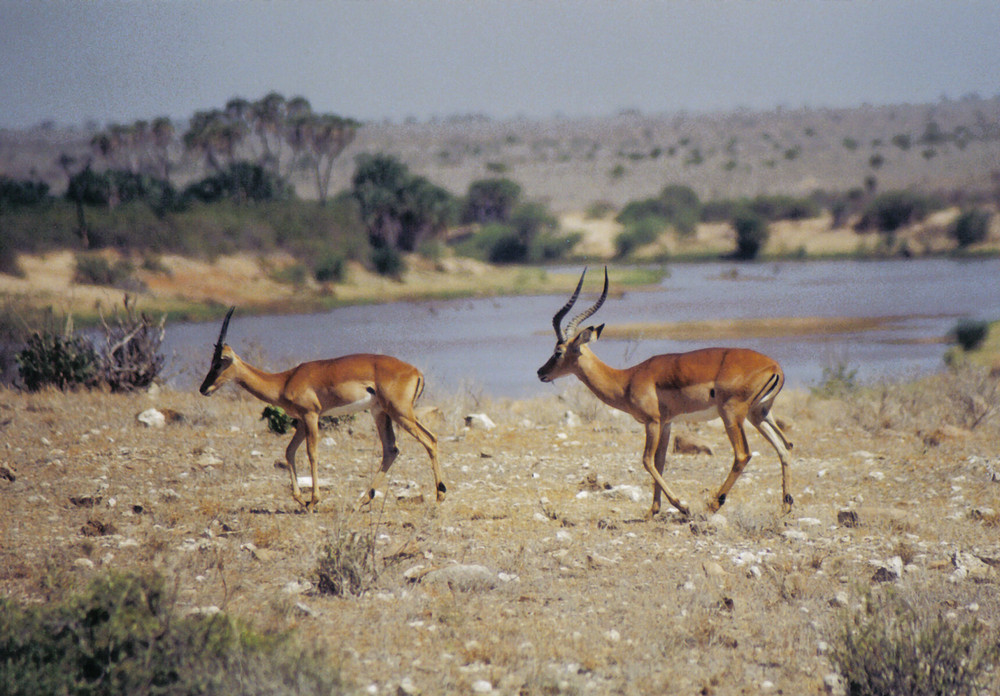 impala