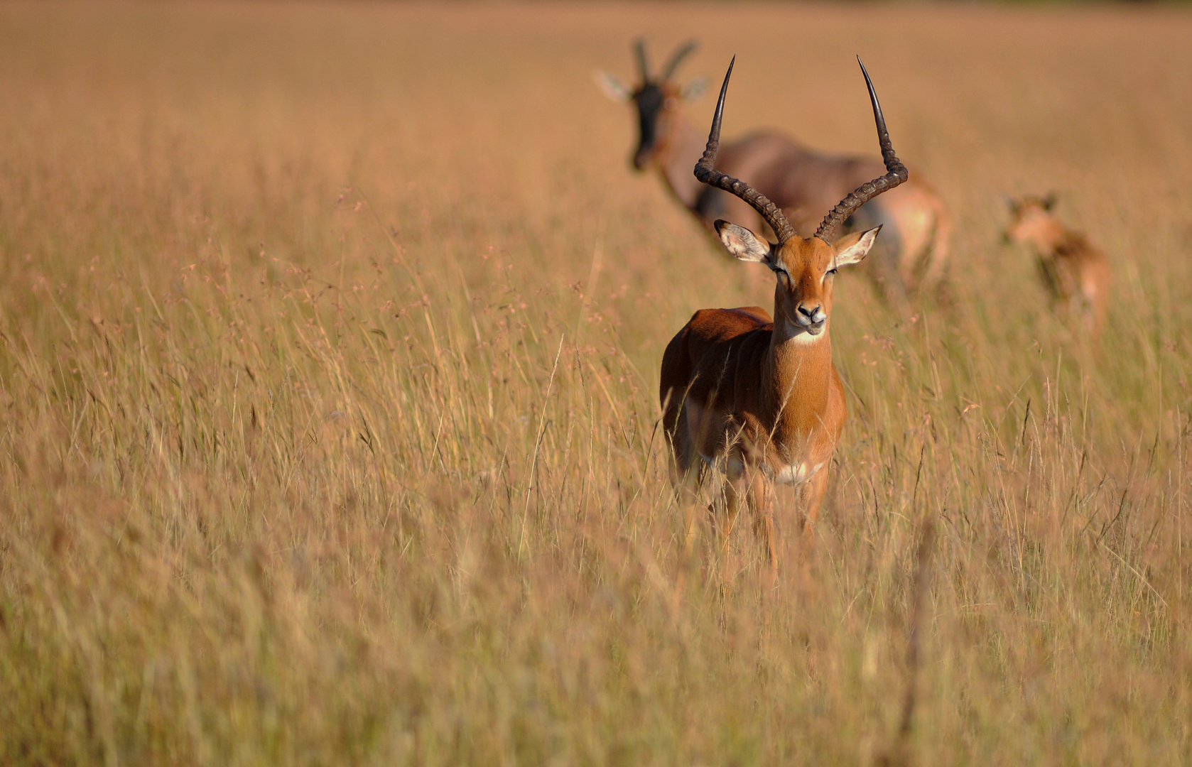 Impala