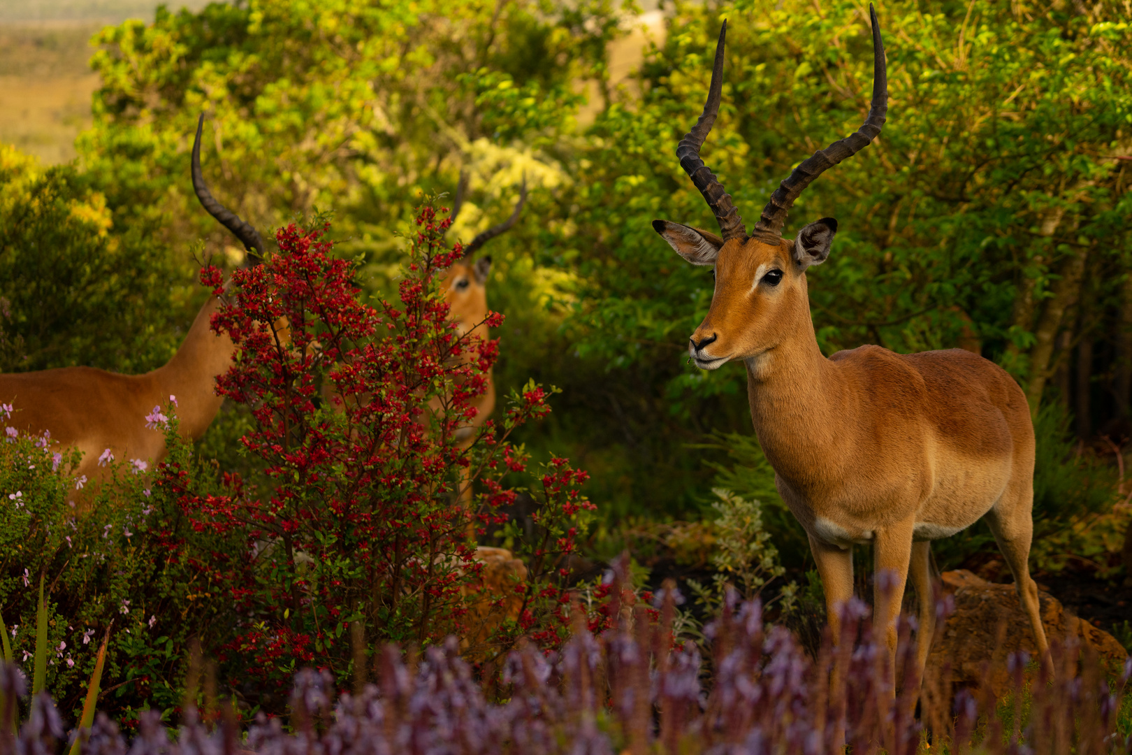 Impala 