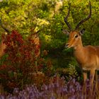 Impala 