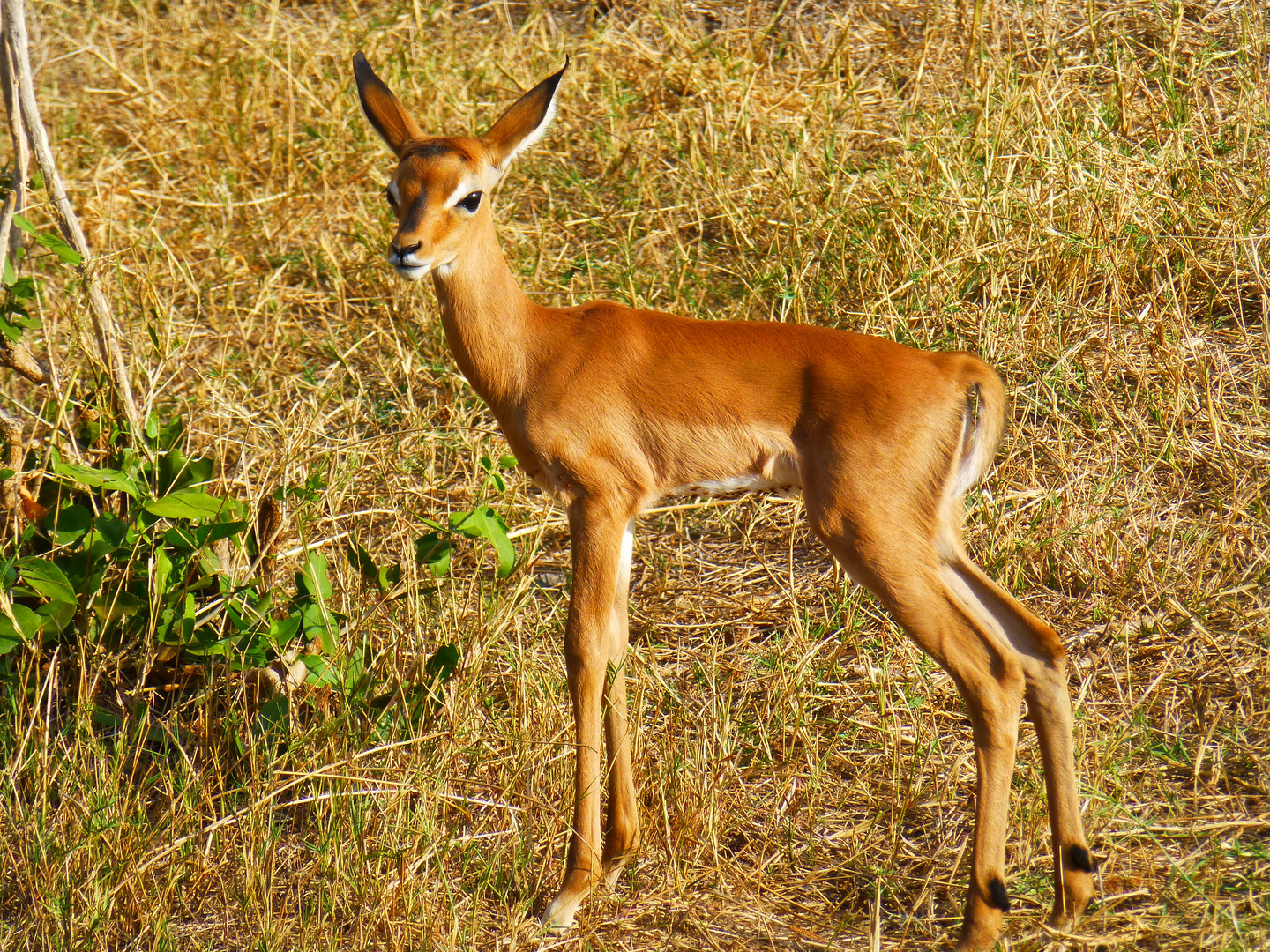 Impala