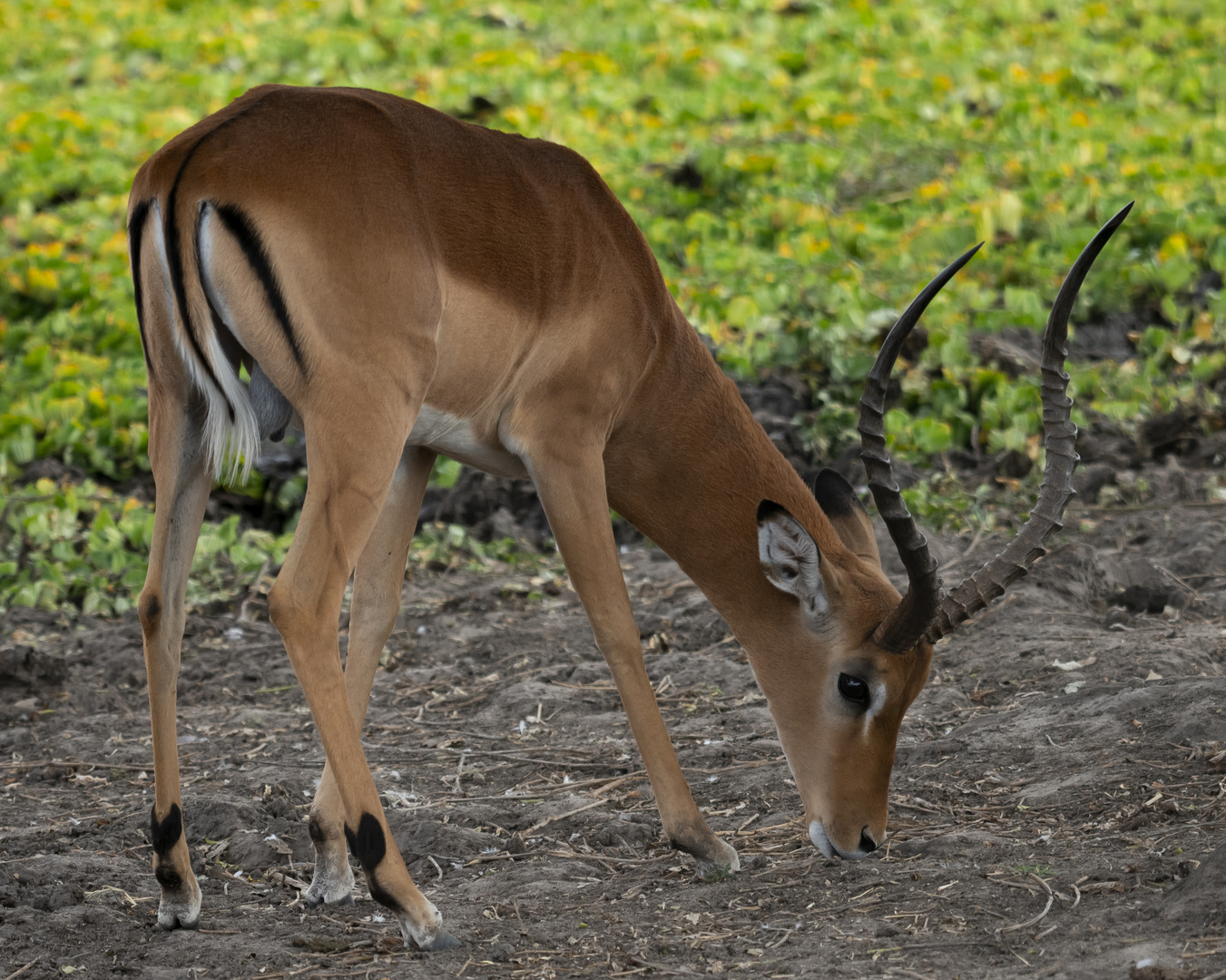 Impala