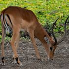 Impala