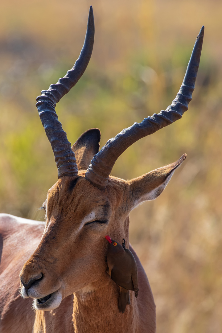 Impala 13