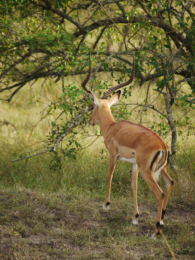 Impala