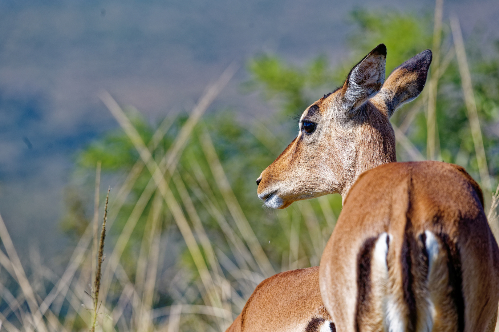 Impala