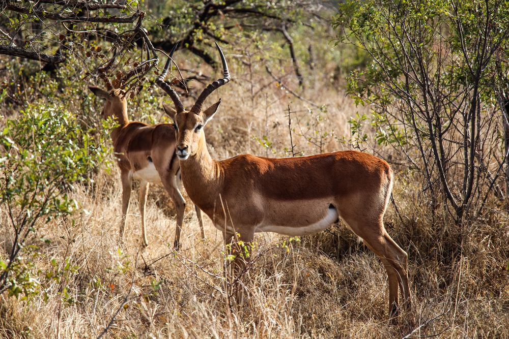 Impala