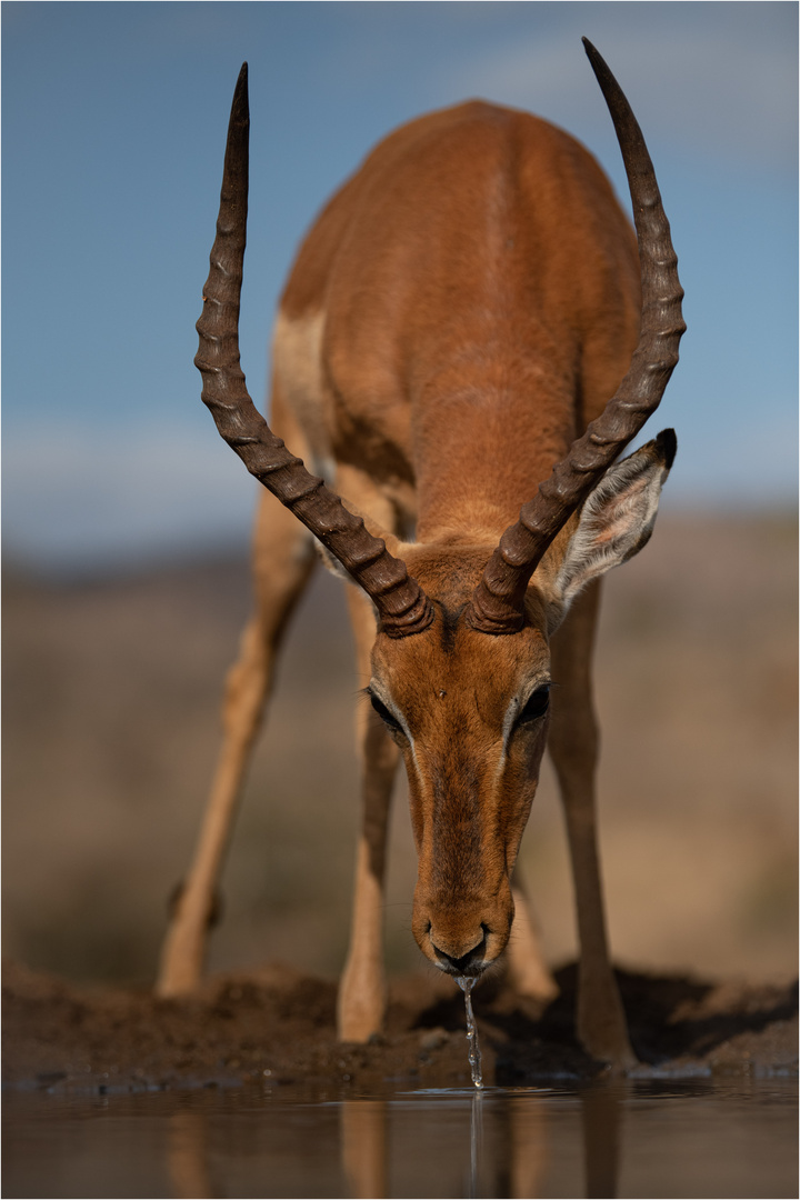 Impala