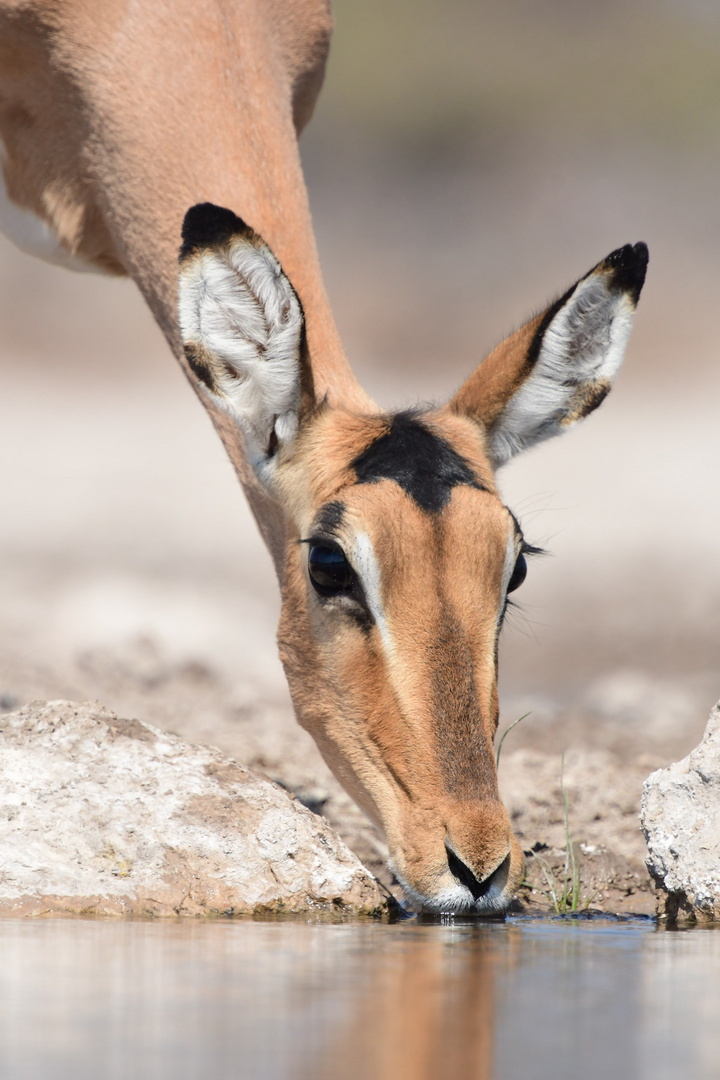 Impala