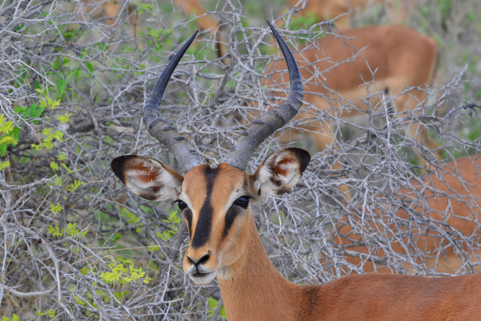 Impala