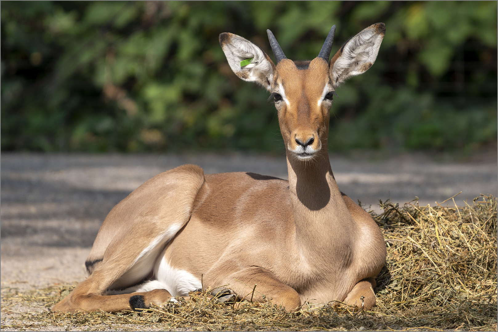 Impala