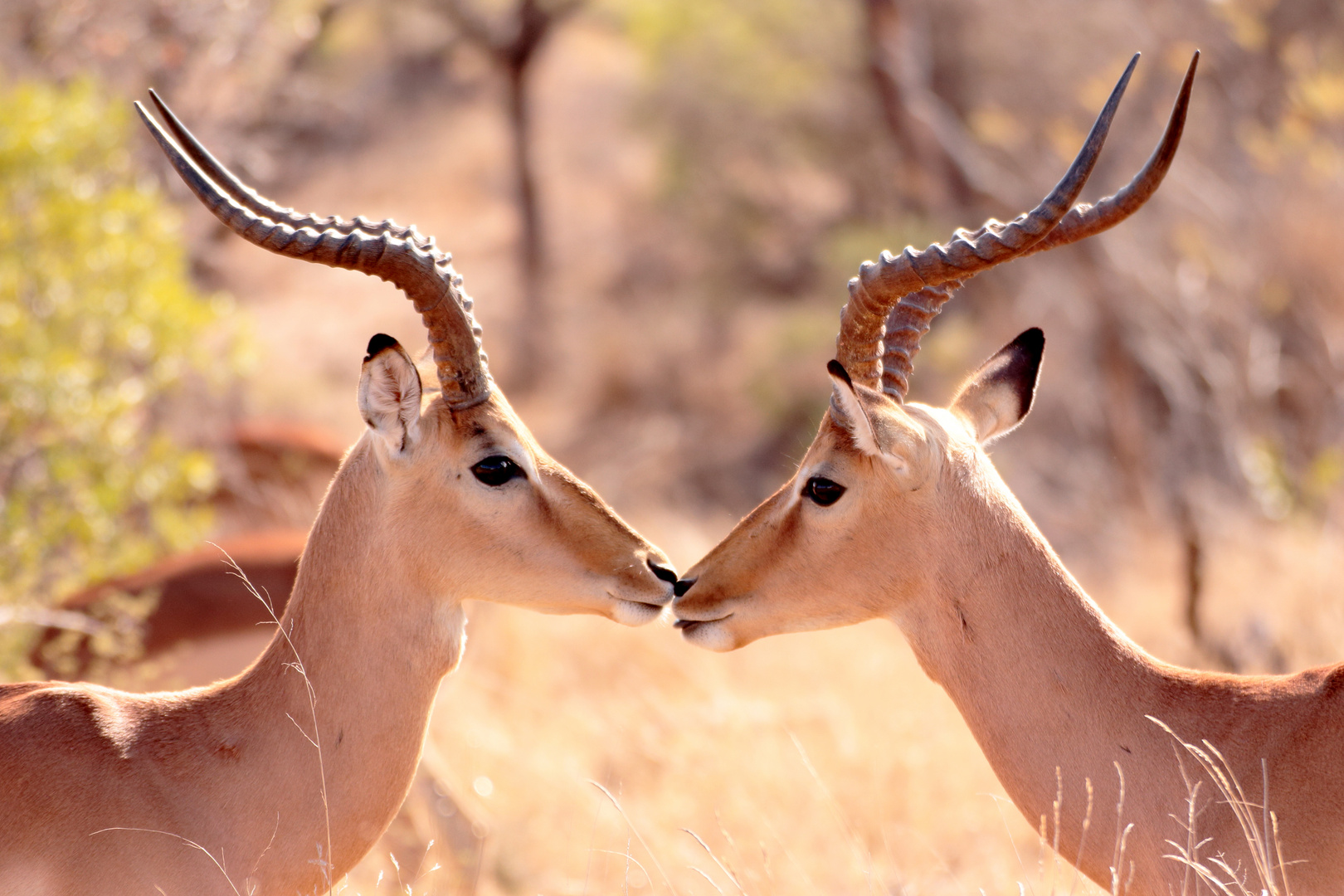 Impala 2