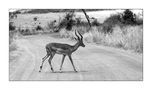 Impala... von Ralf W...