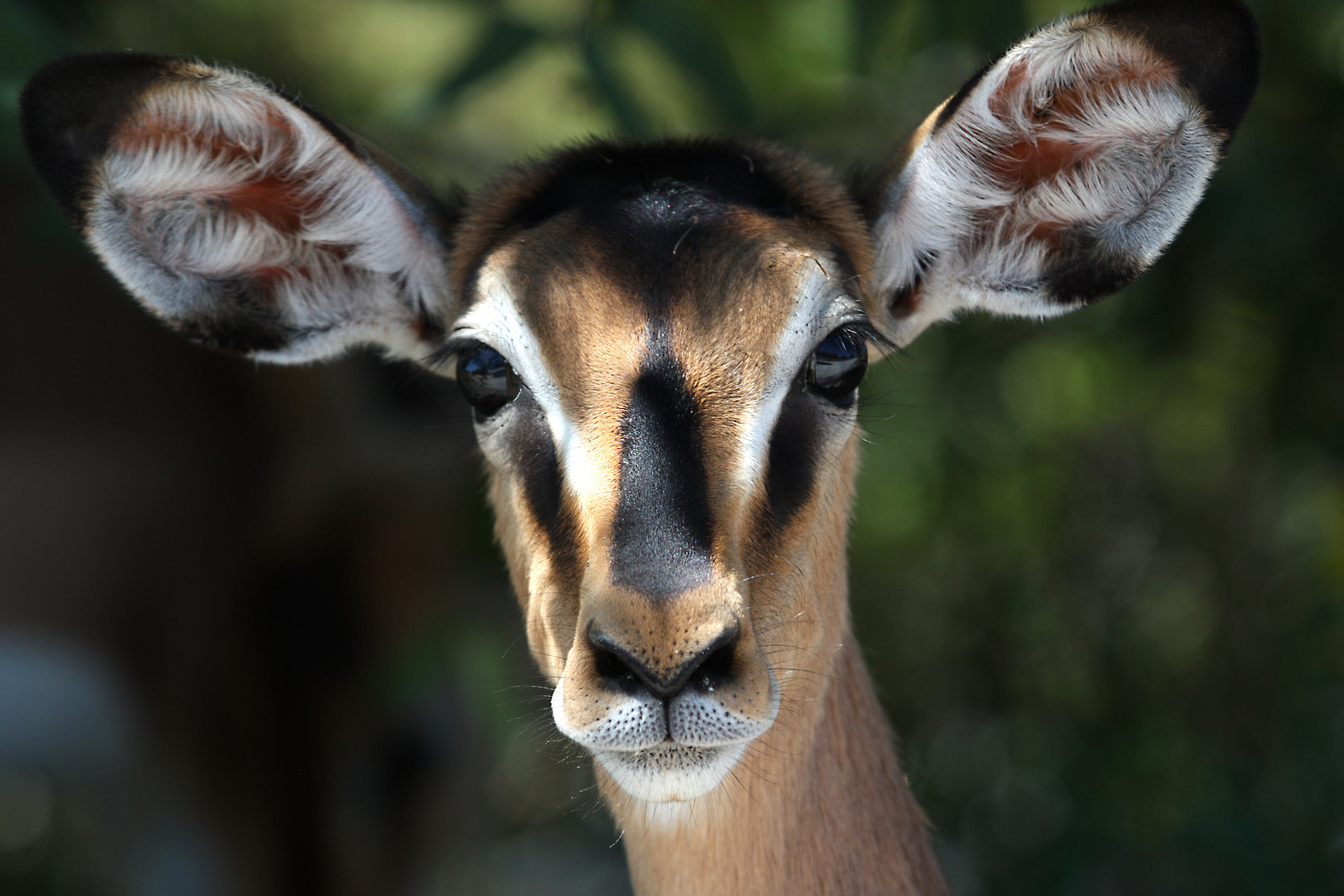 Impala