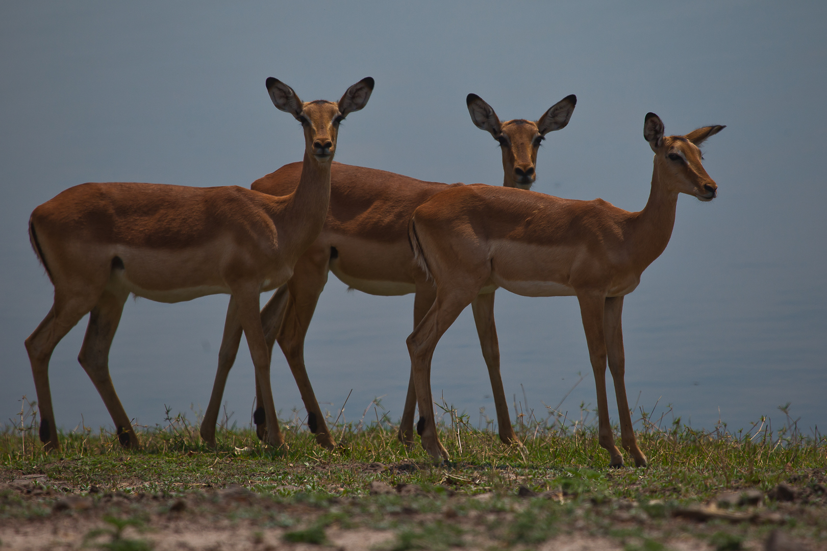 Impala