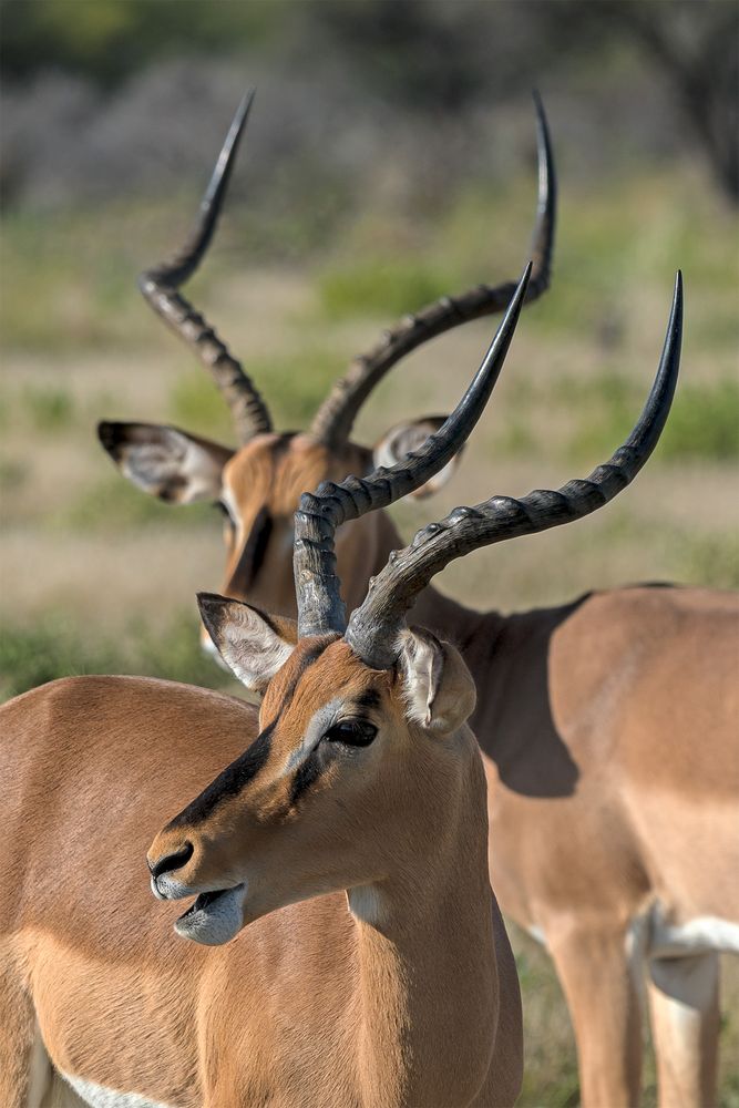 Impala