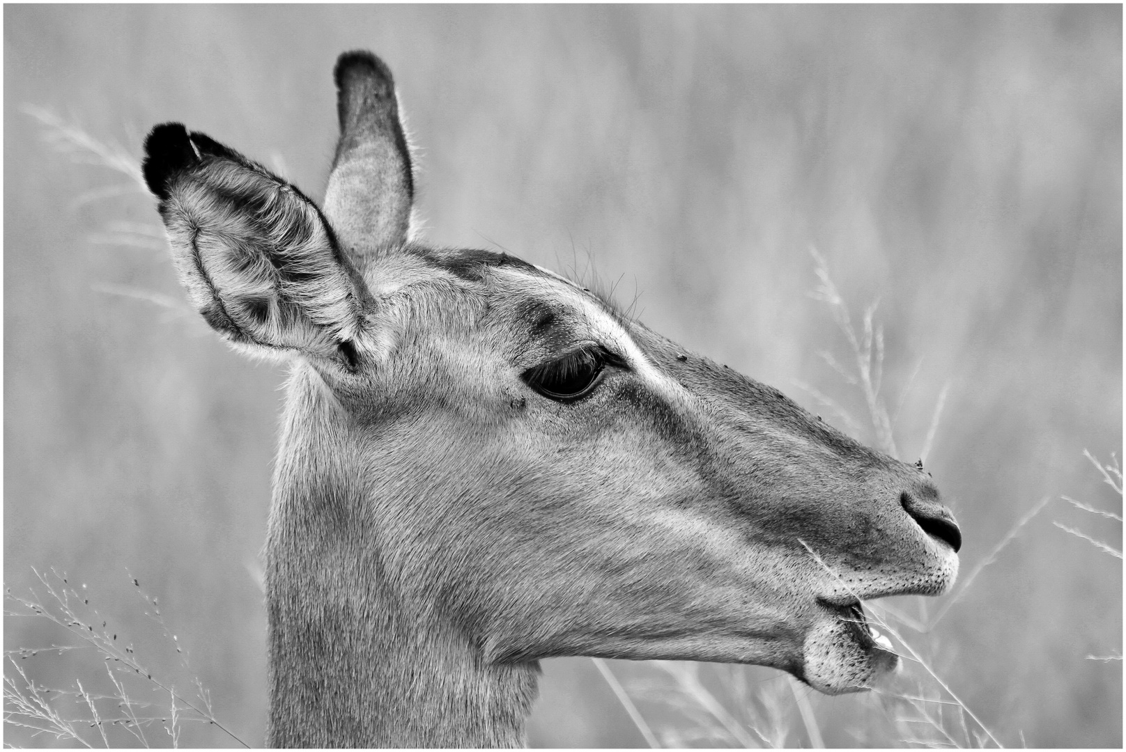 Impala