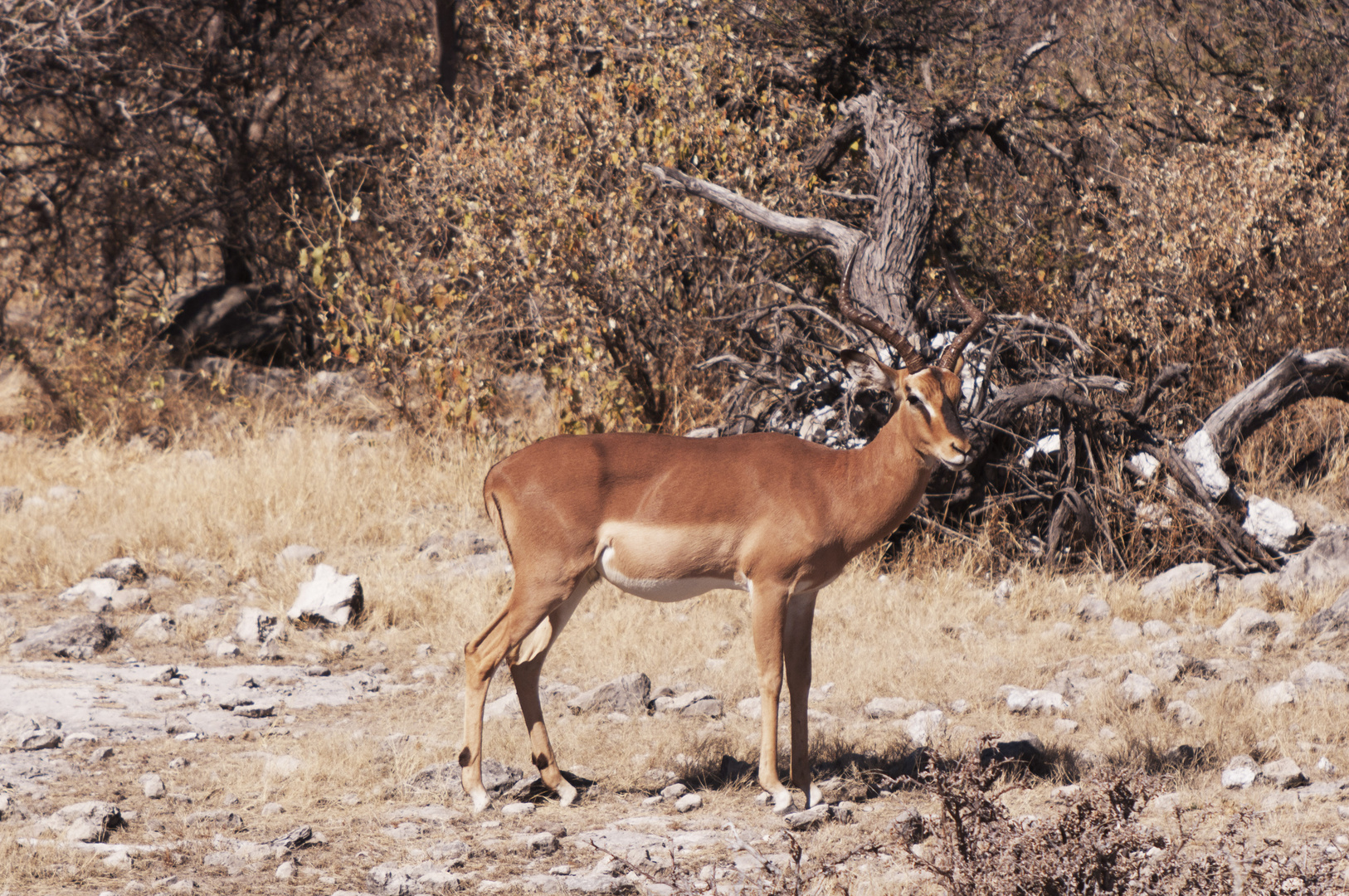 Impala