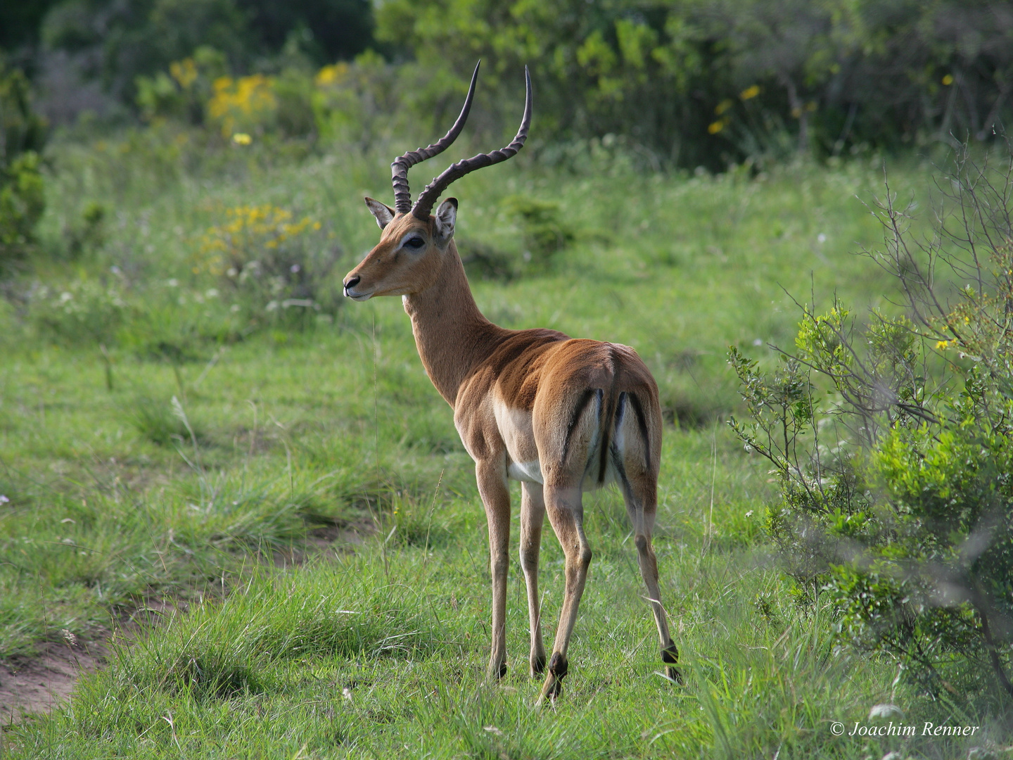 Impala