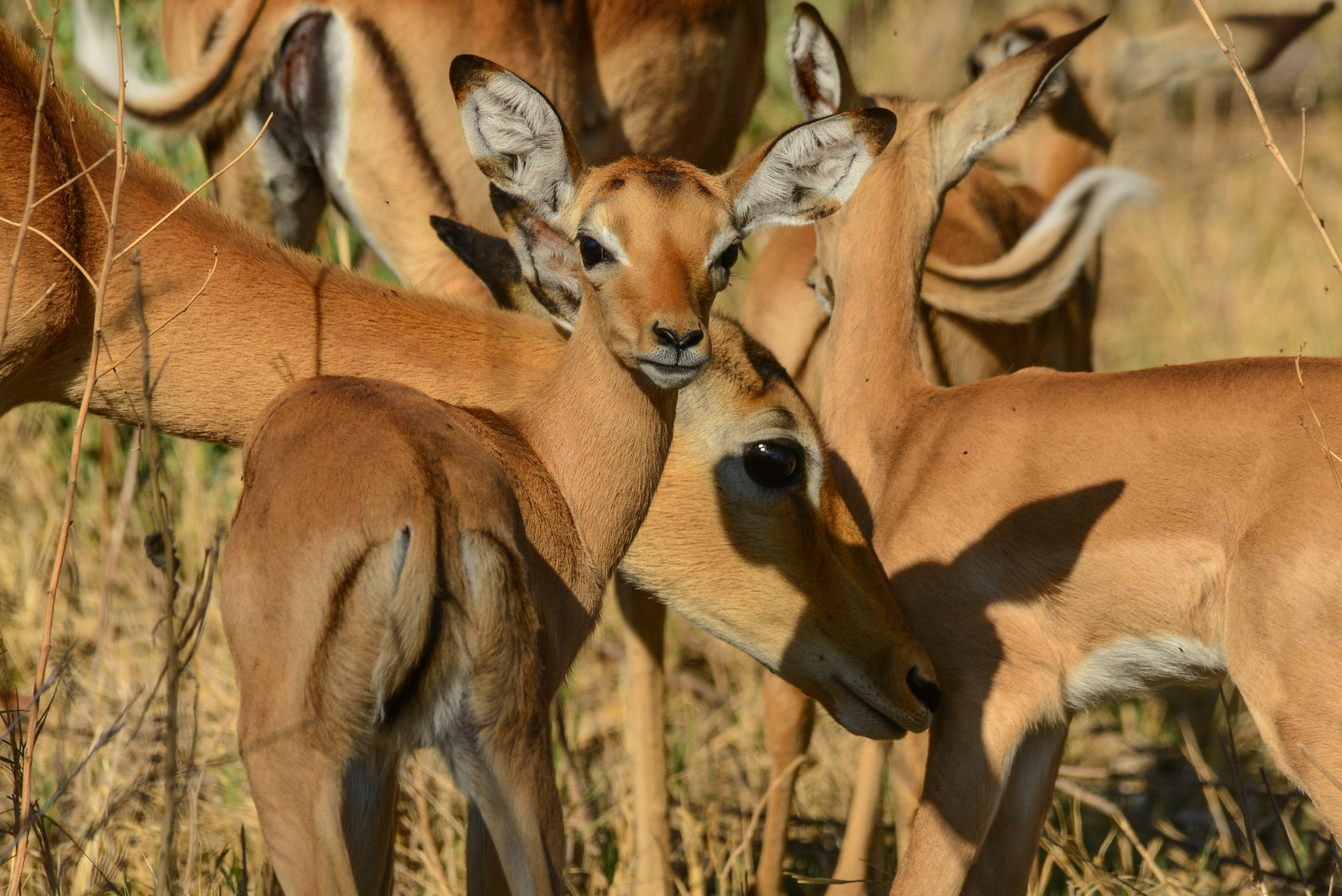 Impala