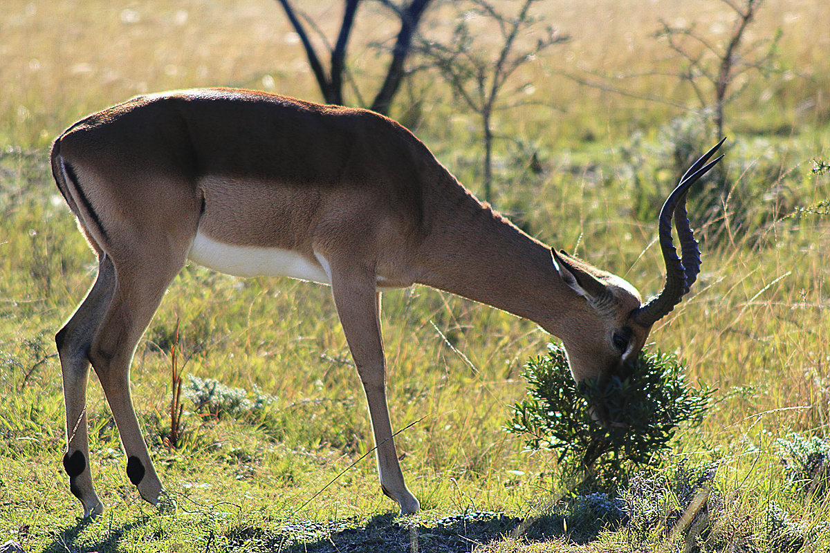 Impala