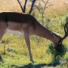 Impala